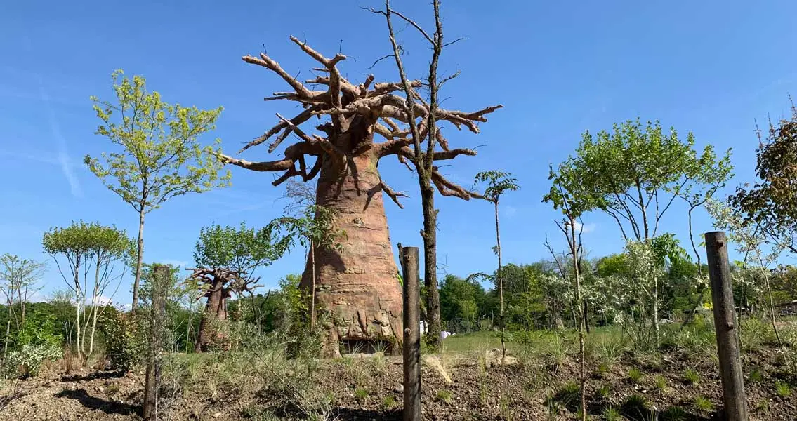 Beobab trees made of Nafufill RM 